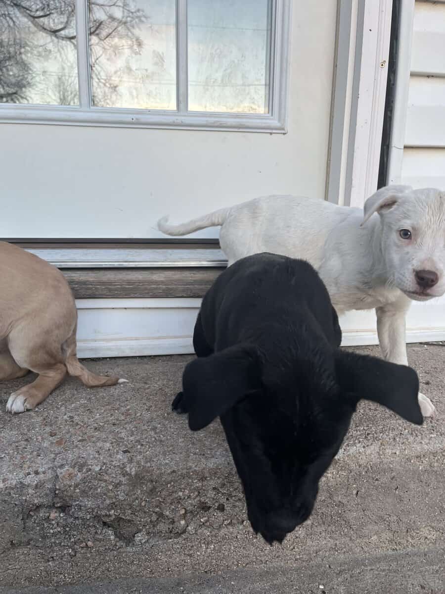 Lab mix puppies image 4