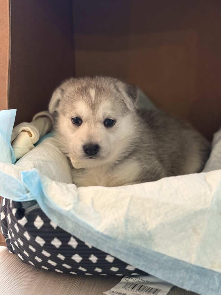 Husky image 1