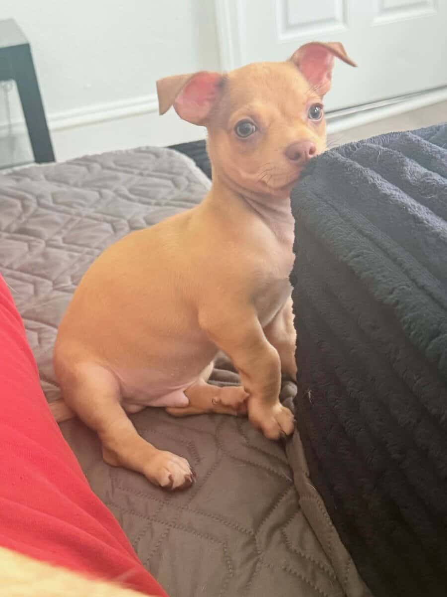 Chihuahua loving pup image 5