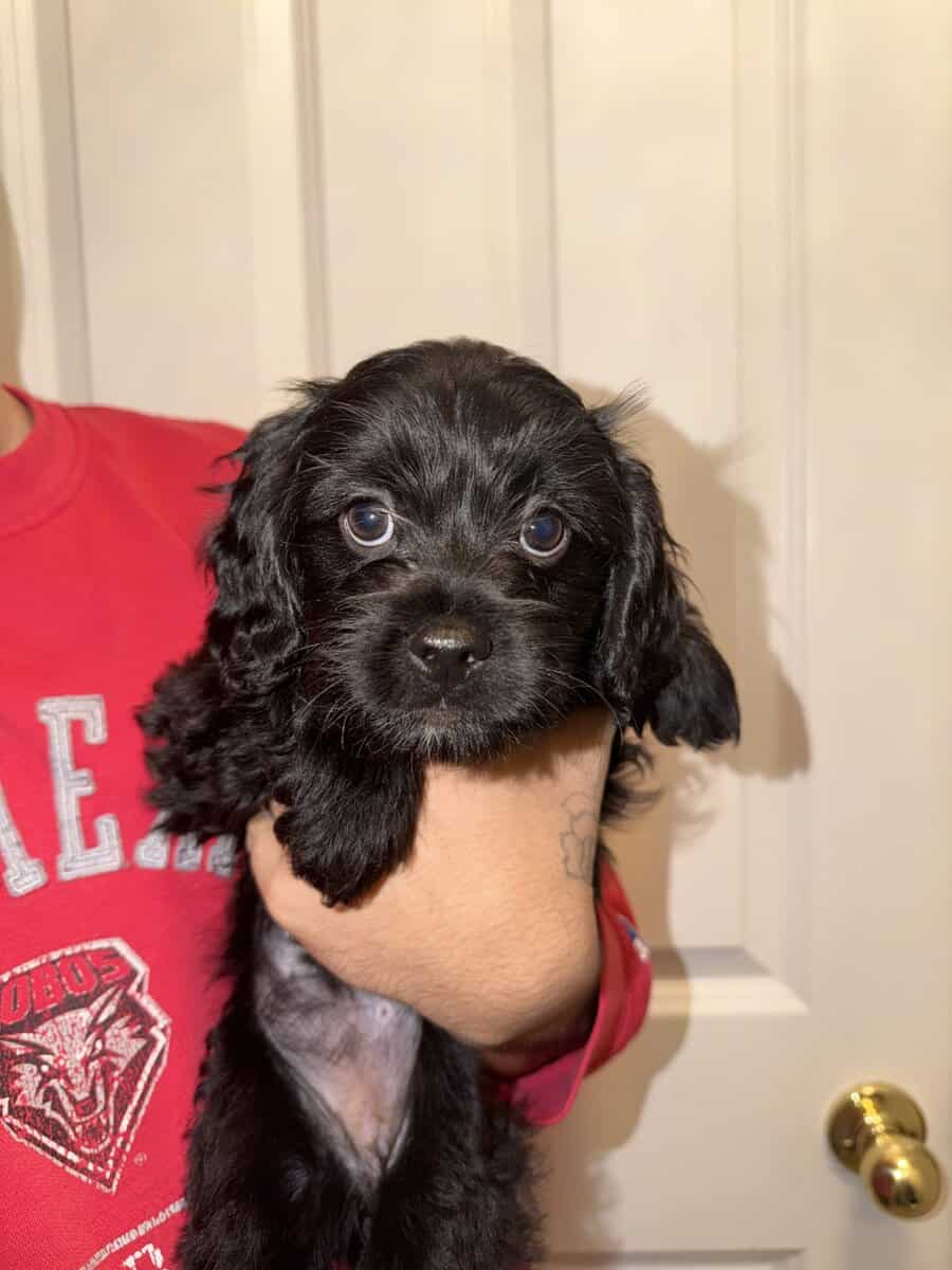 Doodle Mix Puppies image 3