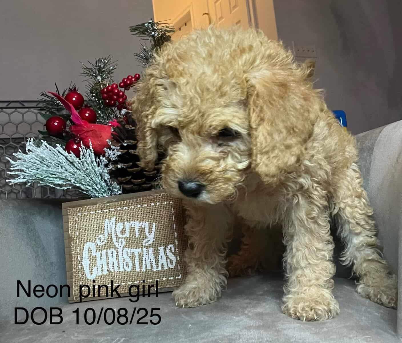 Micro Mini GoldenDoodles image 3