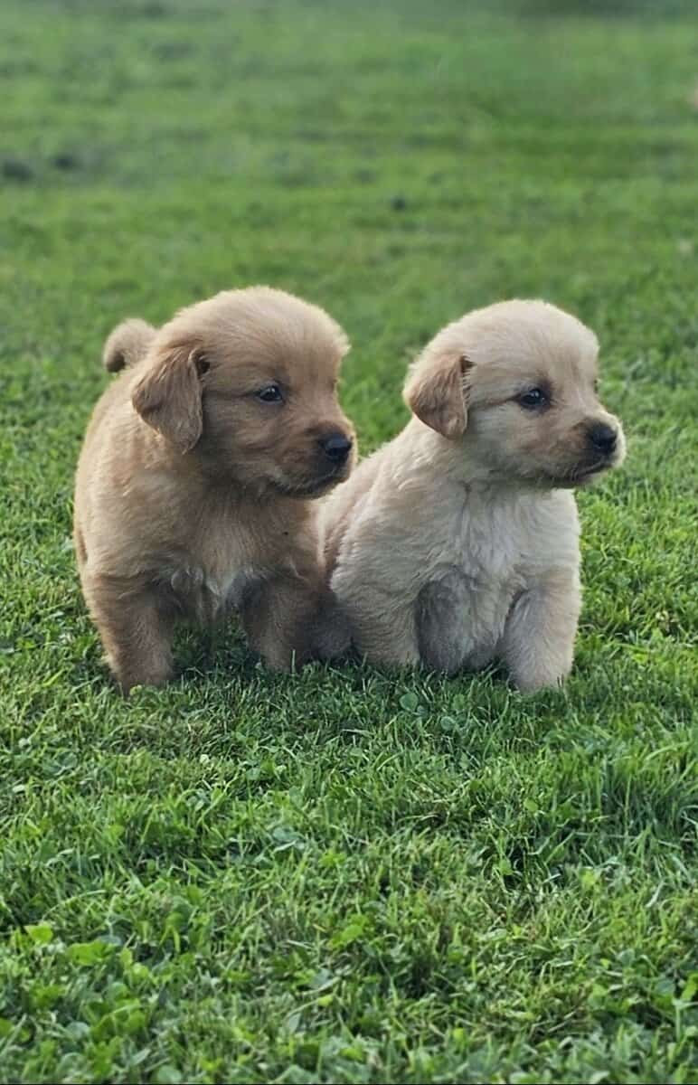 Puppy Girl image 2