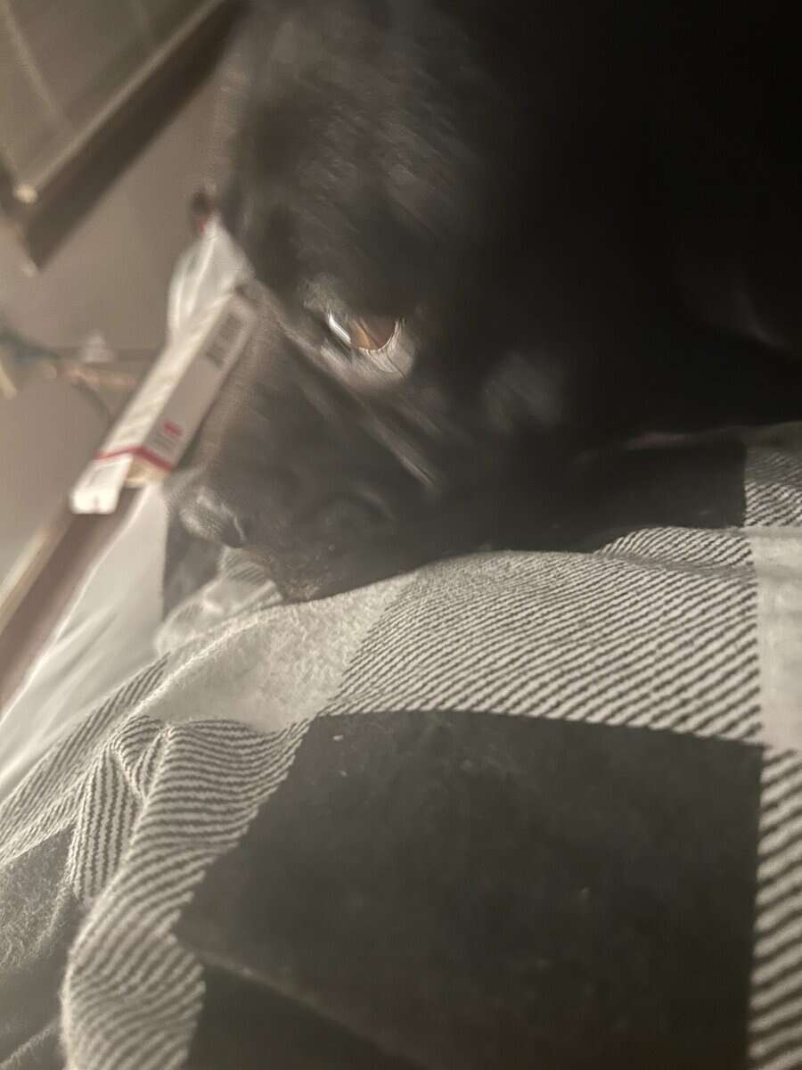 4 year old jack russell lab image 4