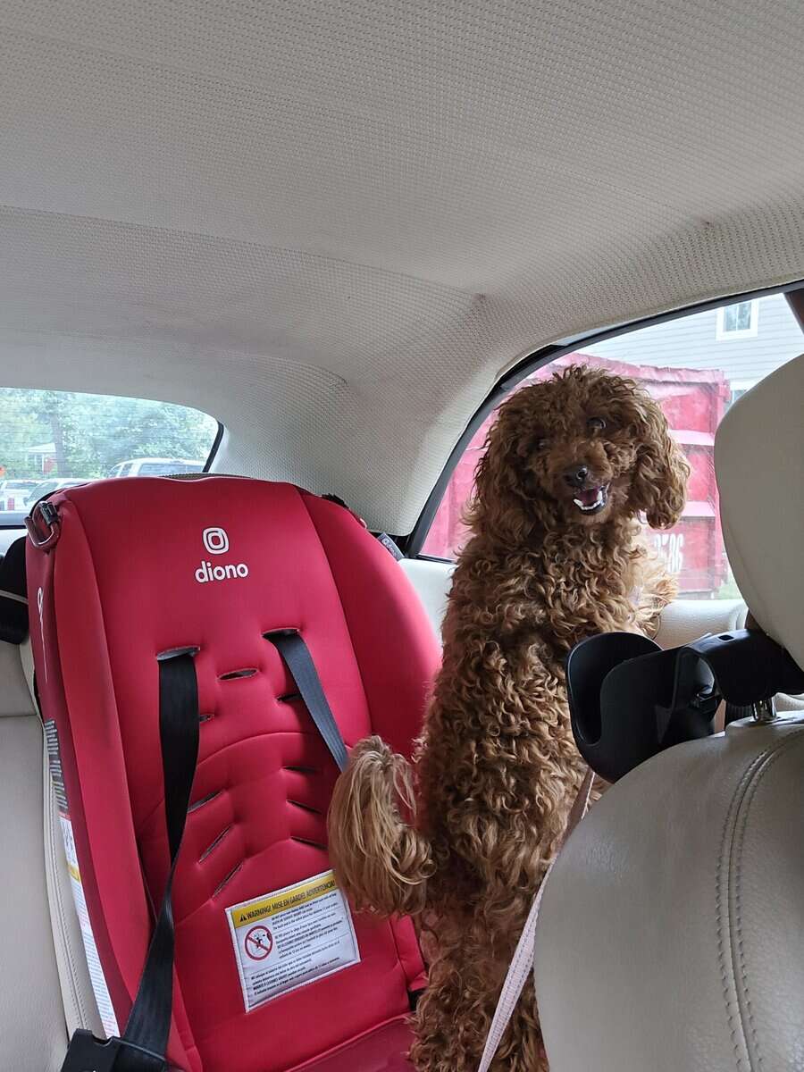 Red Toy Poodle image 2