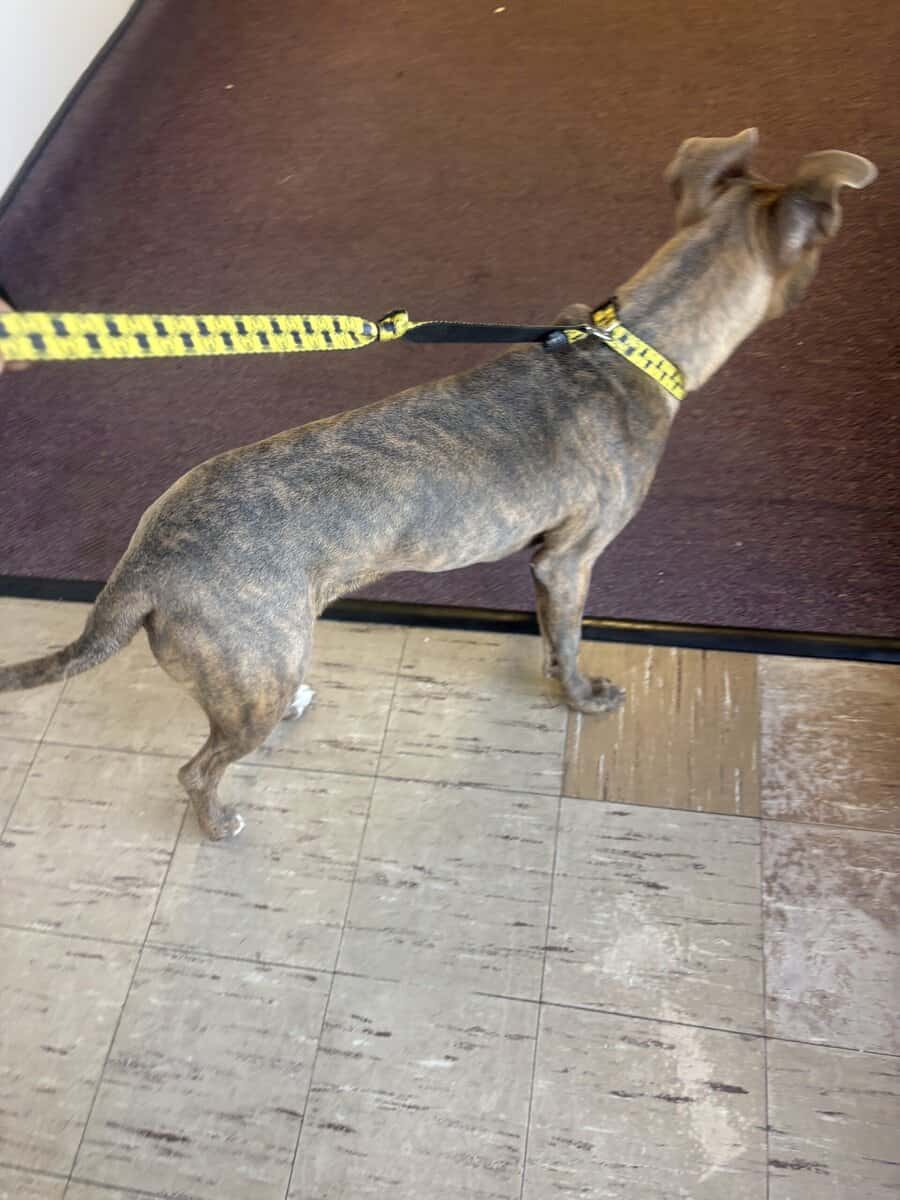 Bluenose pitbull for sale ! 10 months image 3