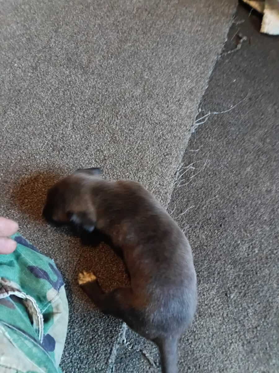 Beautiful 2 months old puppies image 7