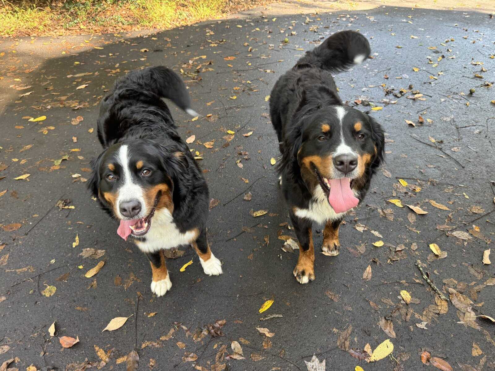 Bernese Mountain Dog puppies image 5