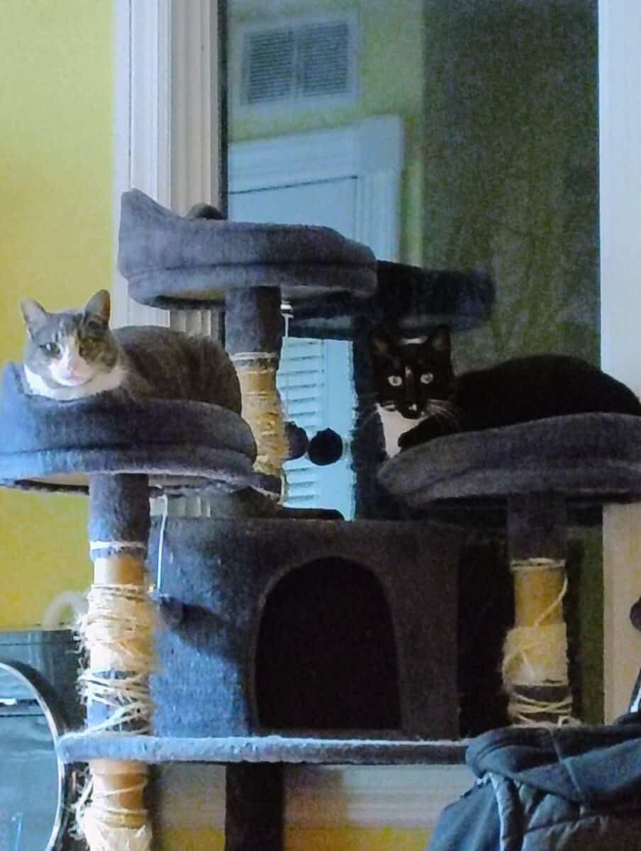 Sweet 12‑Year‑Old Tuxedo Cat Looking for a New Hom image 3