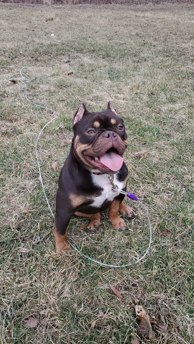 Chocolate Tri Female Exotic Bully image 3