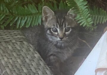 Looking for a good home