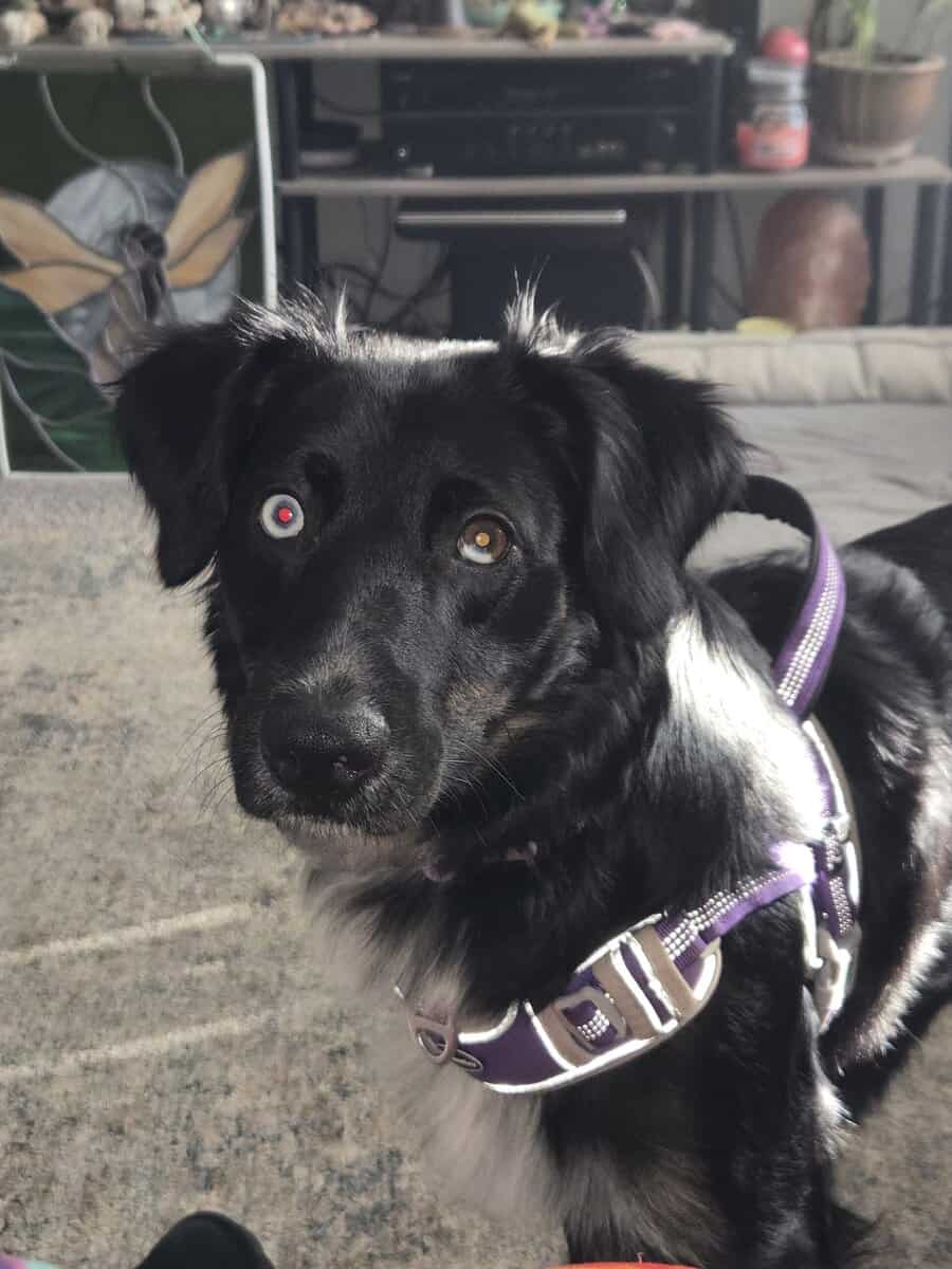 2 year old Female Australian Shepherd image 3