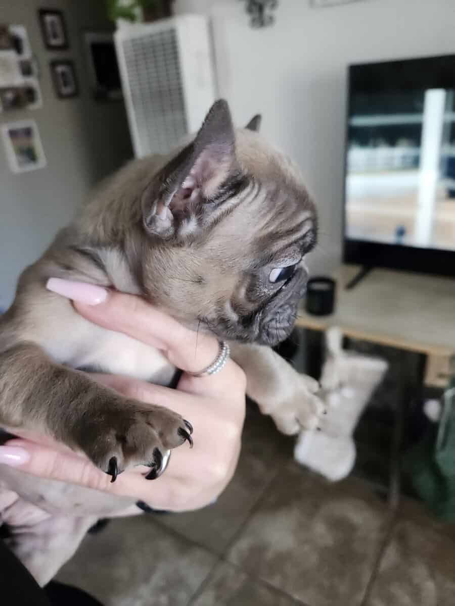 Puppies for sale french bulldog image 4