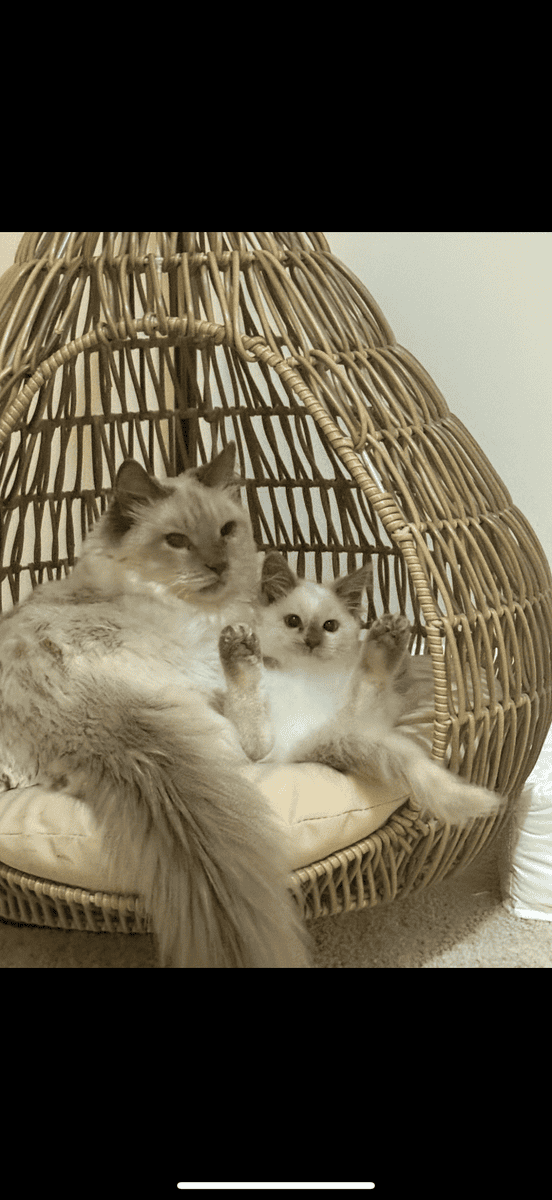 4 year old Balinese cat image 4