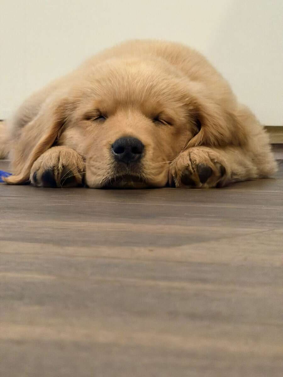 Golden Retriever Puppy to rehome image 1