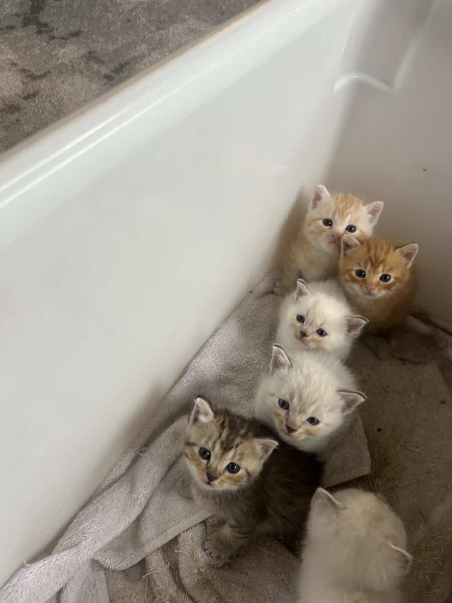 Scottish Fold and Straight Kittens image 3