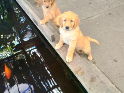 Golden Retriever Puppies For Sale