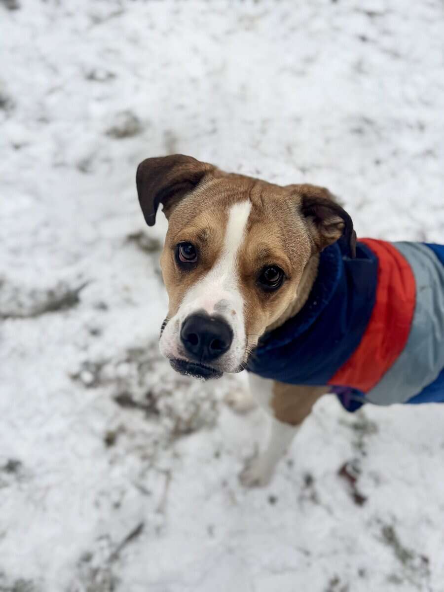 Blanche needs a home quickly! image 1