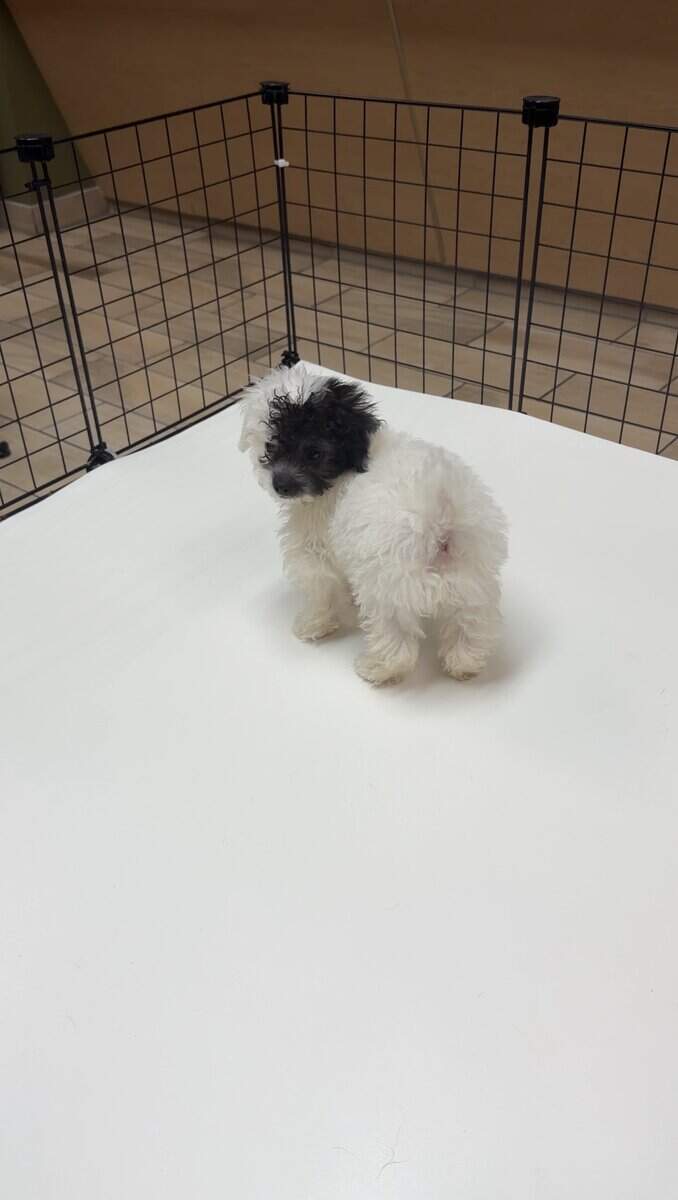 11 week old Poodle image 1