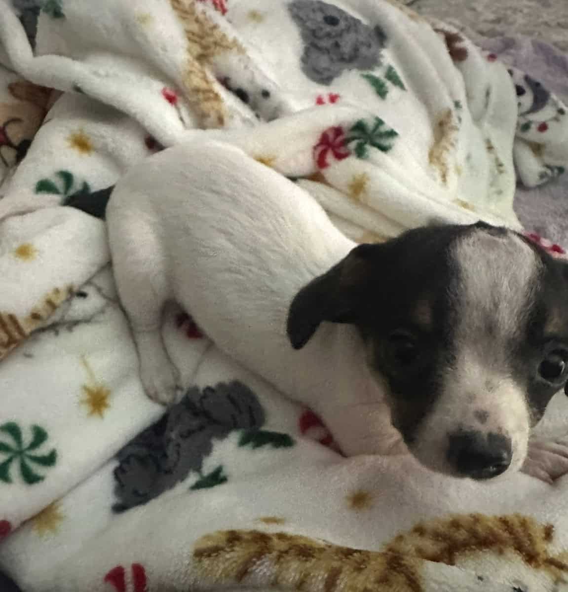 Chihuahua pups ready to be rehomed image 3