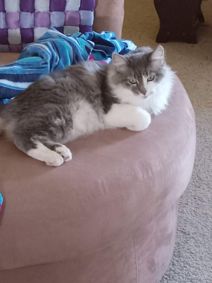 Norwegian Forest Cat image 1