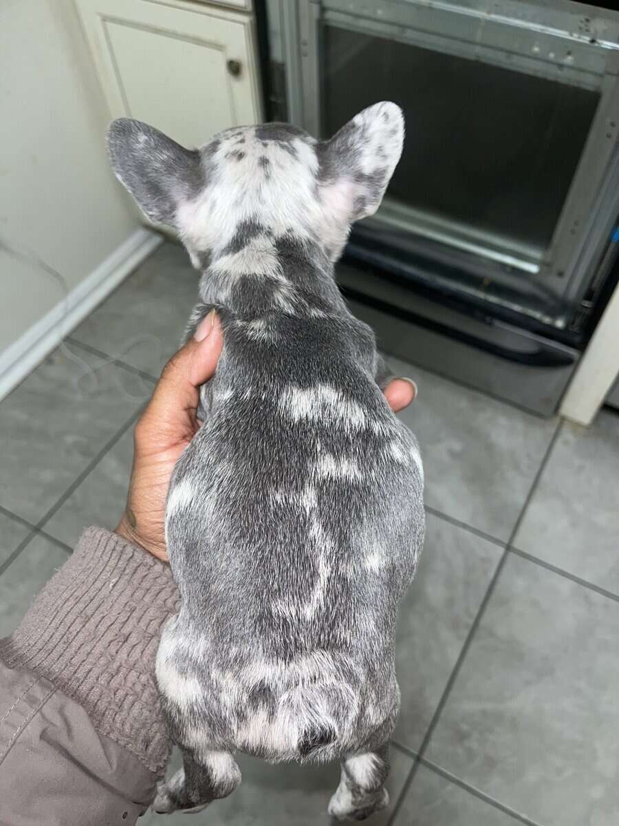 8 week old French bulldog image 3
