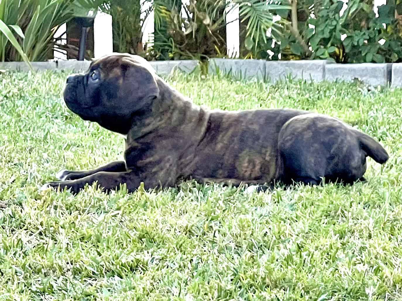 Olde English Bulldog $1500 image 4