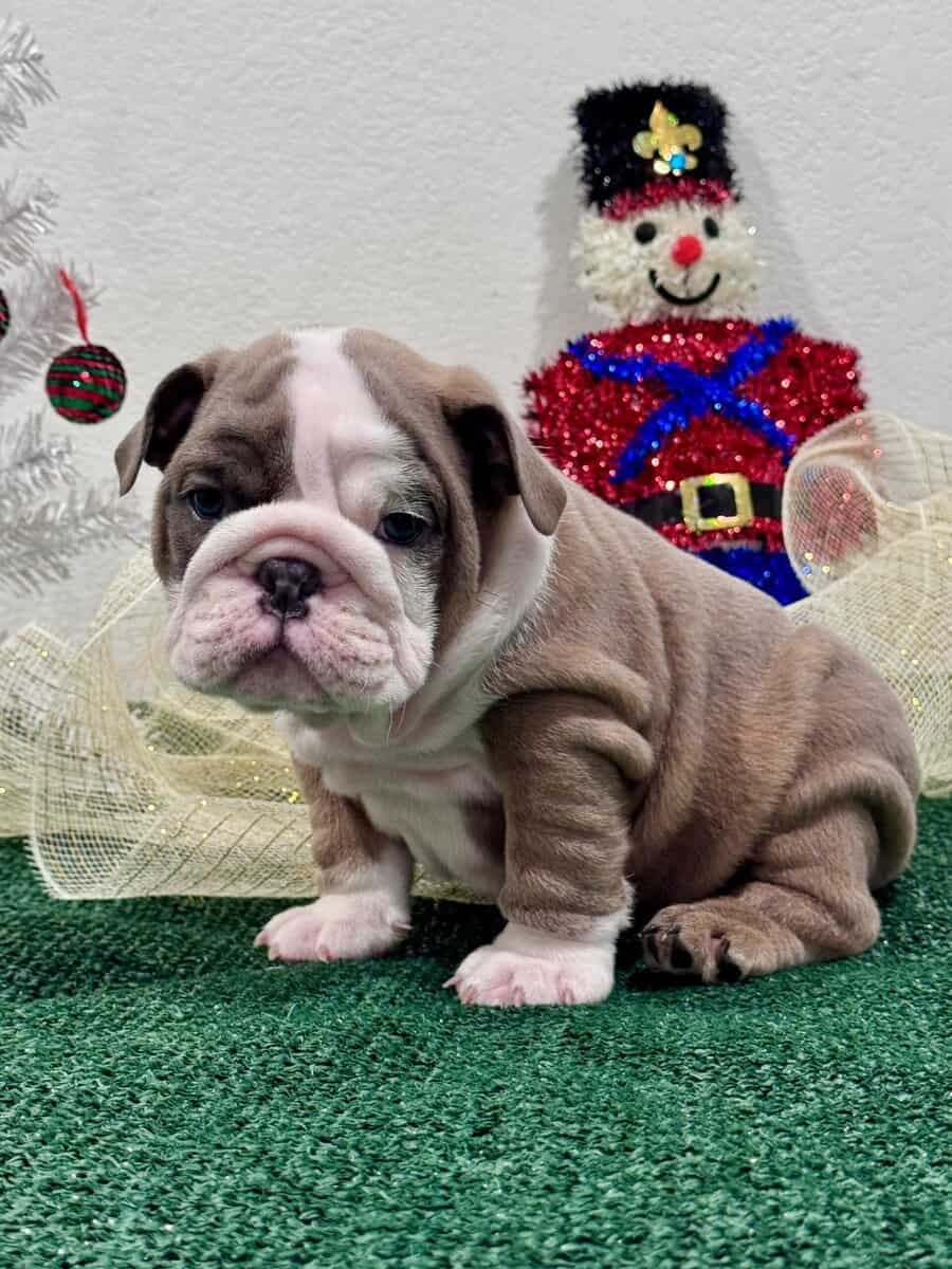 English Bulldog Puppies image 4