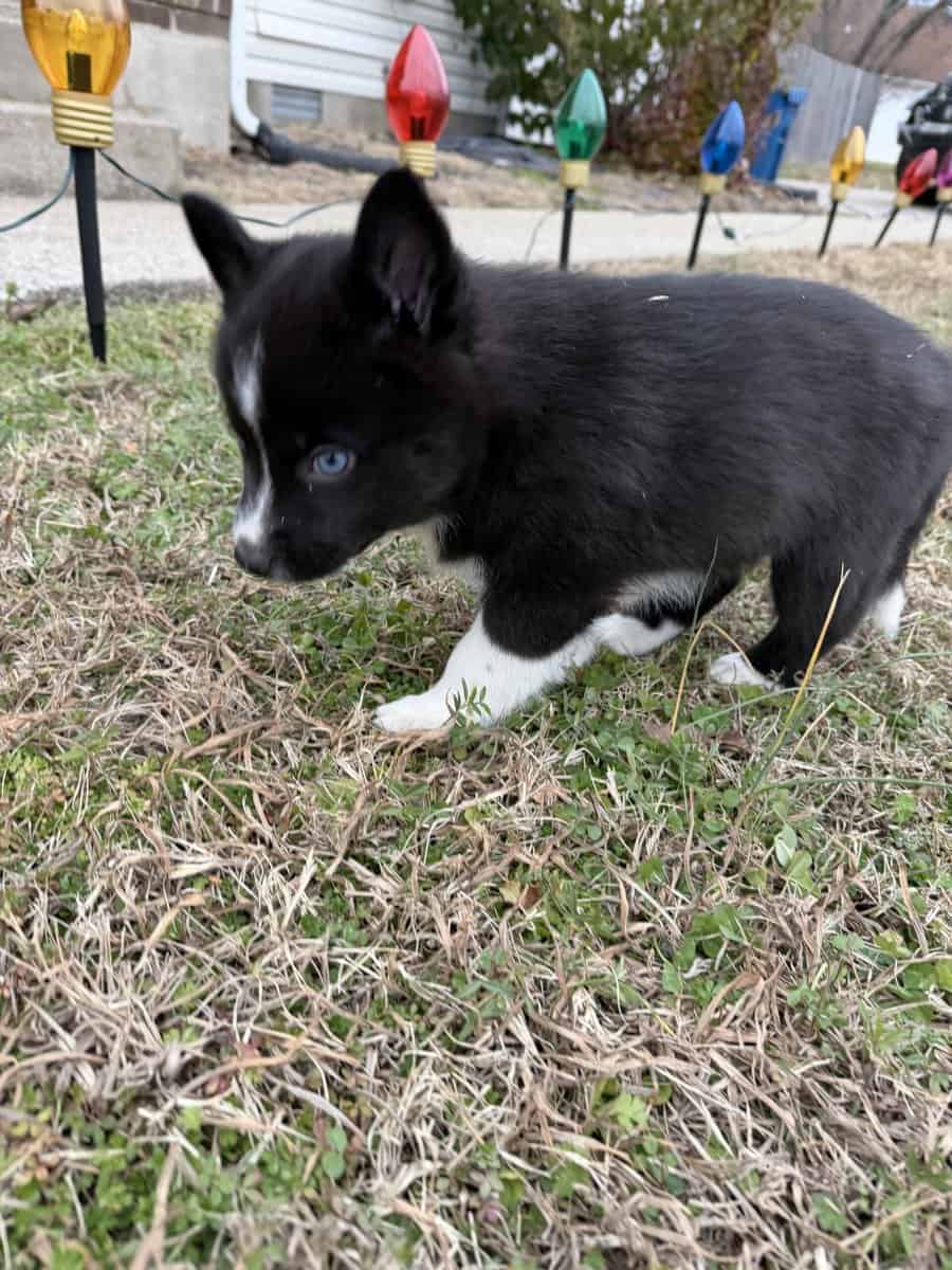 Abby the Pomsky image 2