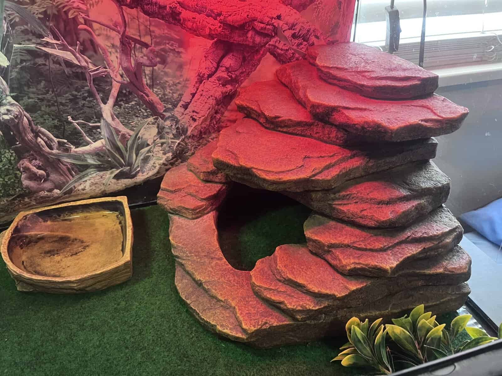 Bearded Dragon, and accessories image 6