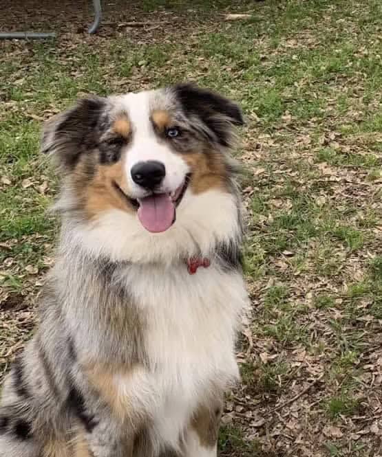ASDR Mini Australian Merle Stud Service image 1