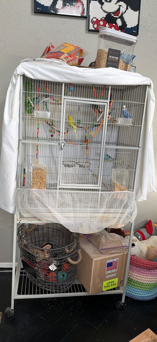 Parakeets/Budgies image 3