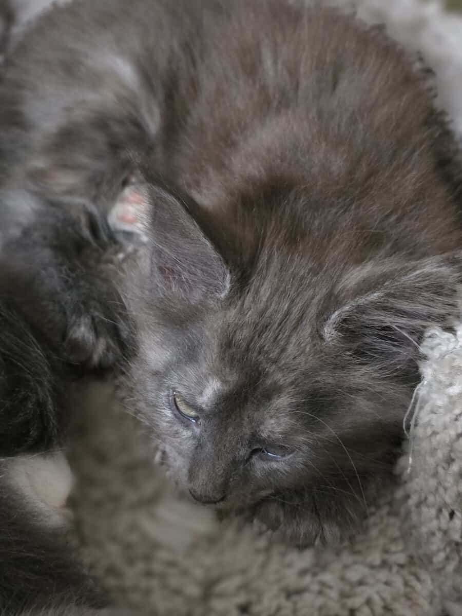 Maine Coon Kitten TICA registered cattery XMAS image 1