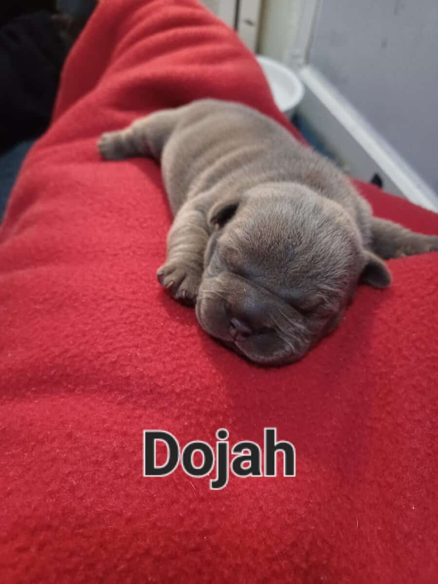 Micro Bully Pups image 1