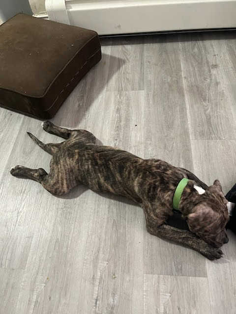 Female pitbull puppy for sale image 1