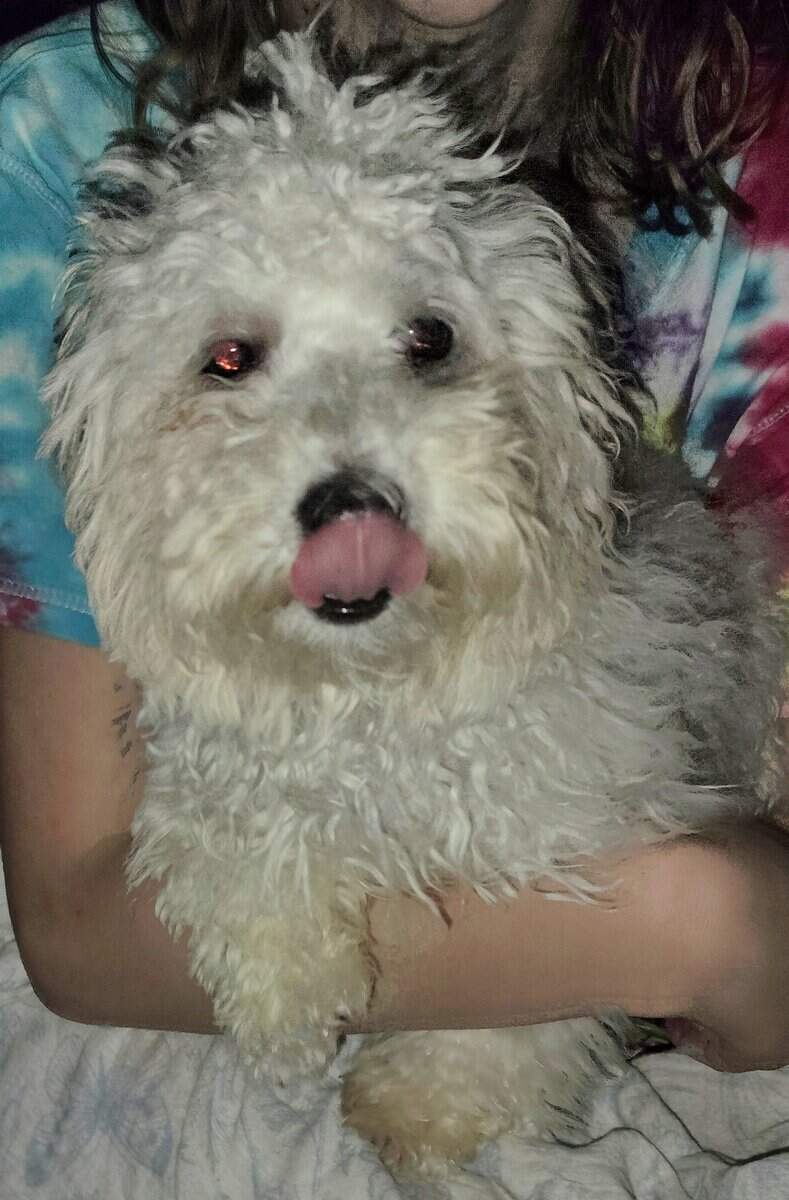 Mini poodle image 2