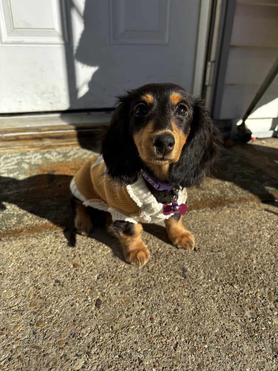 Miniature female dachshund image 3