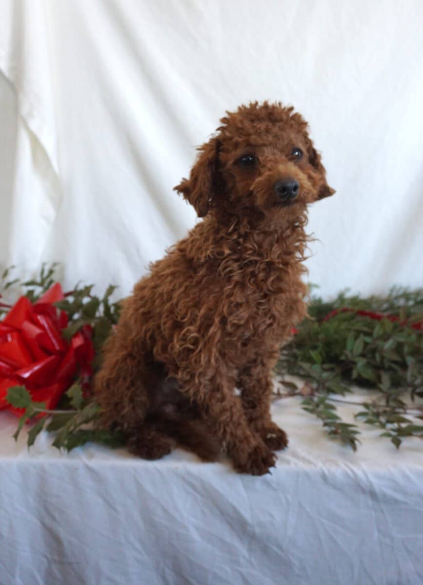 Buster-F1B Mini Goldendoodle image 2