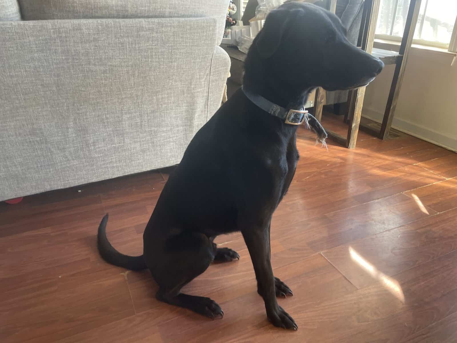 Lab Mix image 2