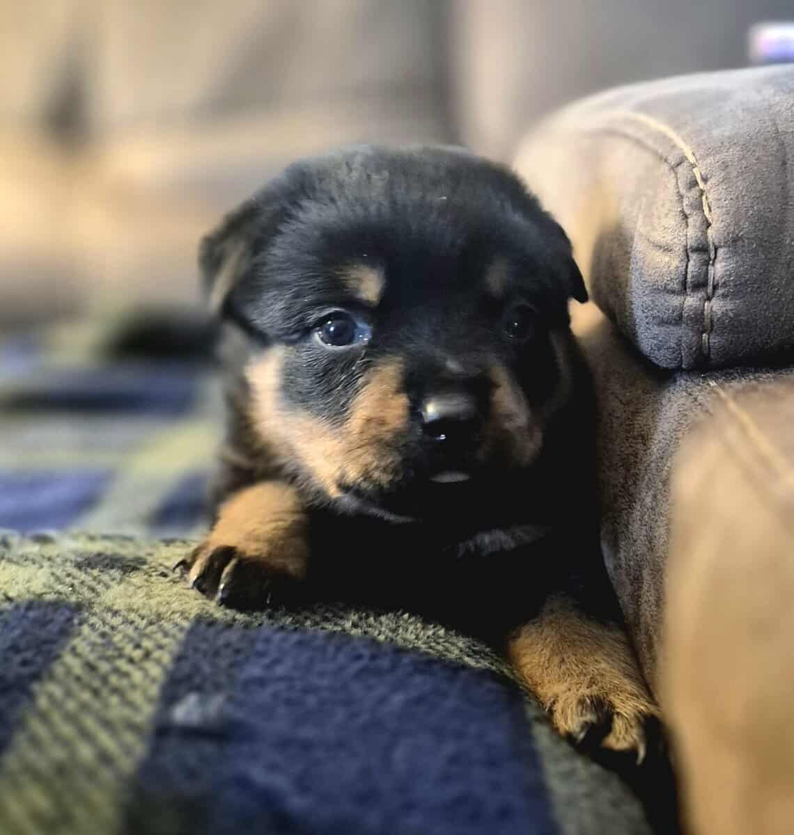 German rottweiler puppies image 3