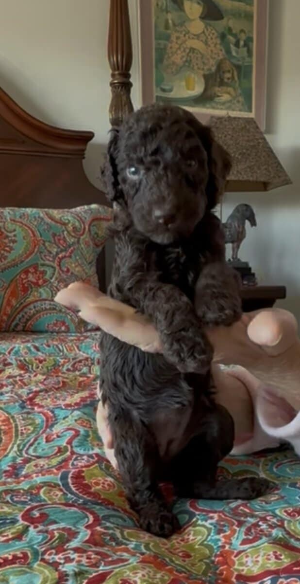 Adorable Goldendoodle Puppies Available image 5