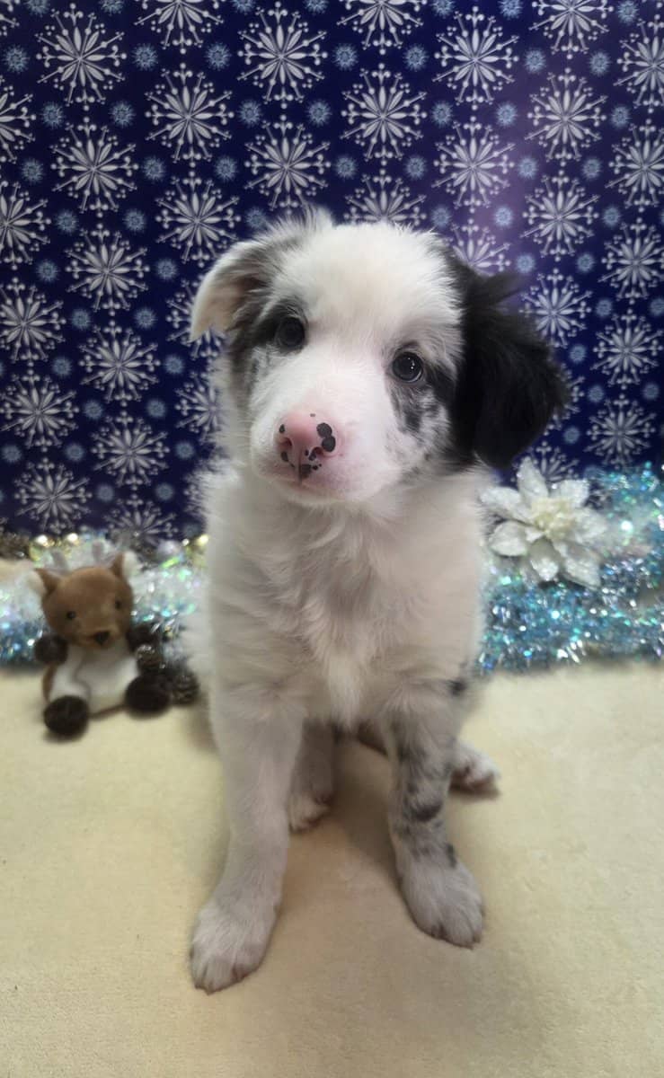 Border collie puppies image 14