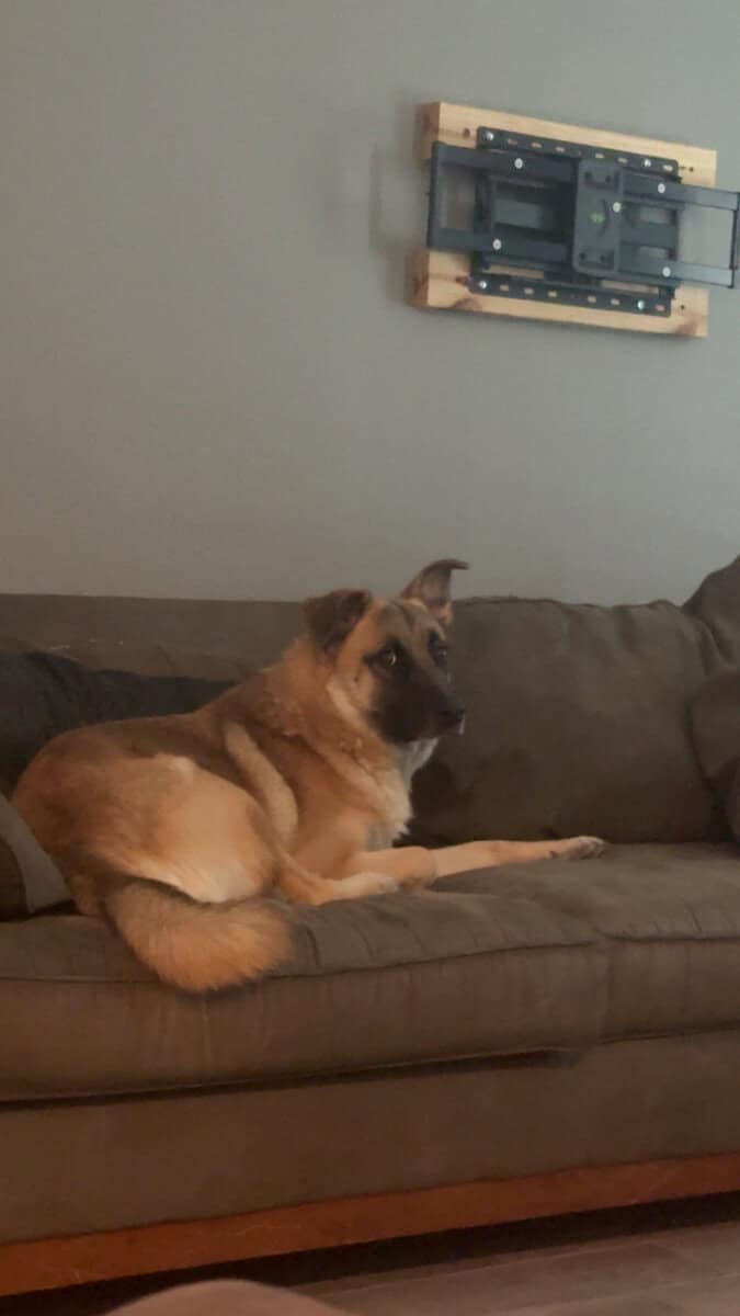 2 year old German Shepard Malinois Mix image 2