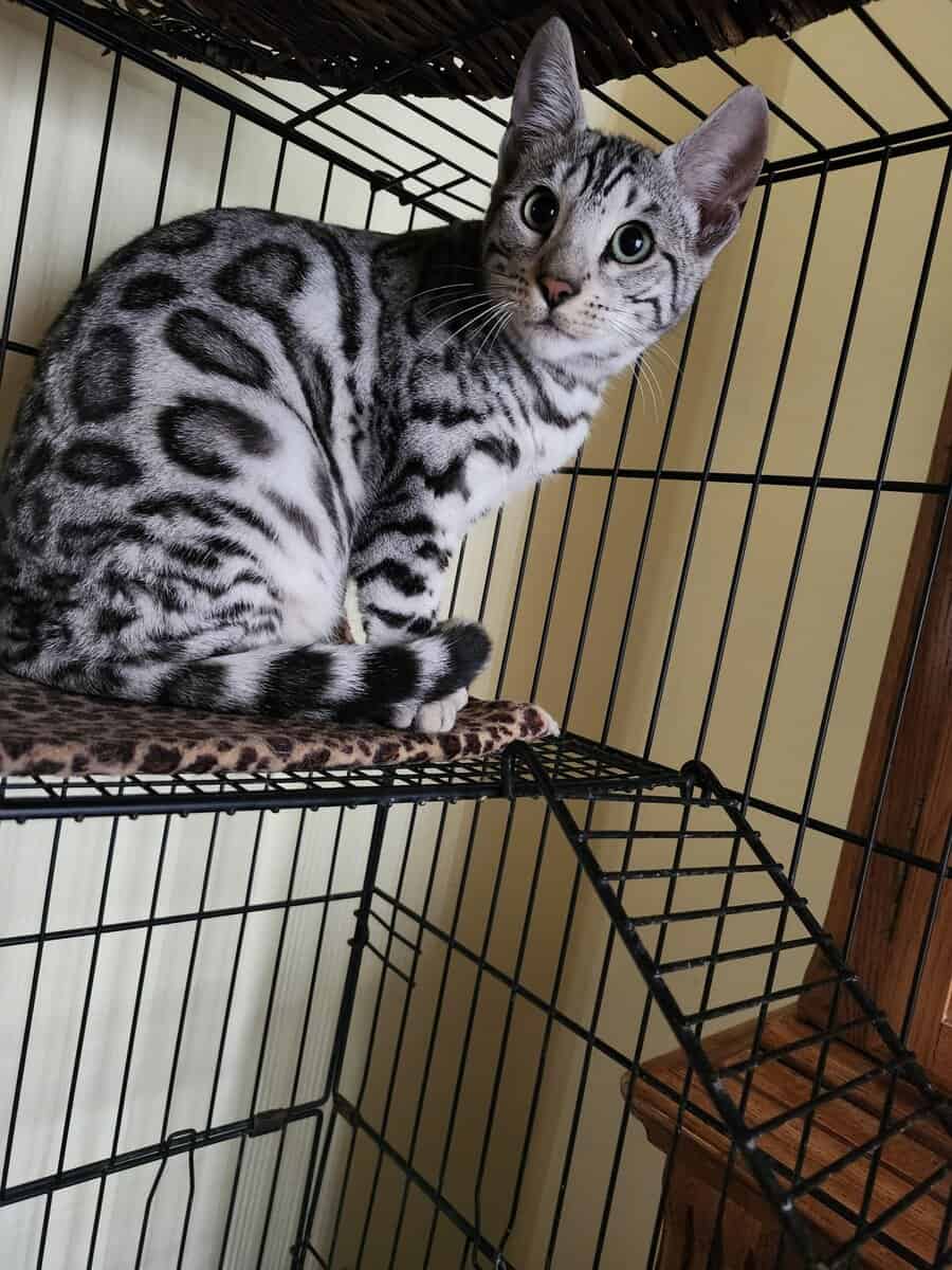 Bengal beauty on the Florida panhandle ! image 5