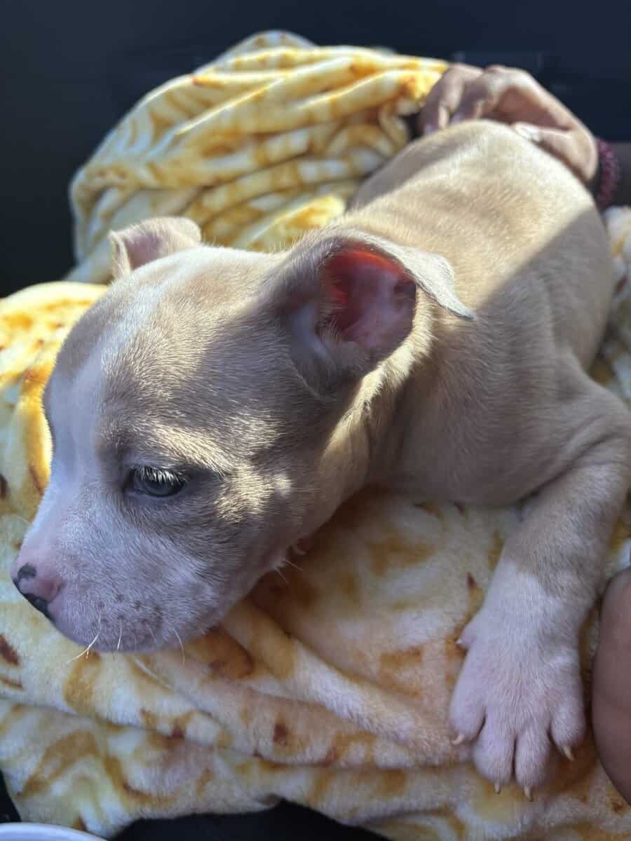 Pocket Bully looking for a home image 3