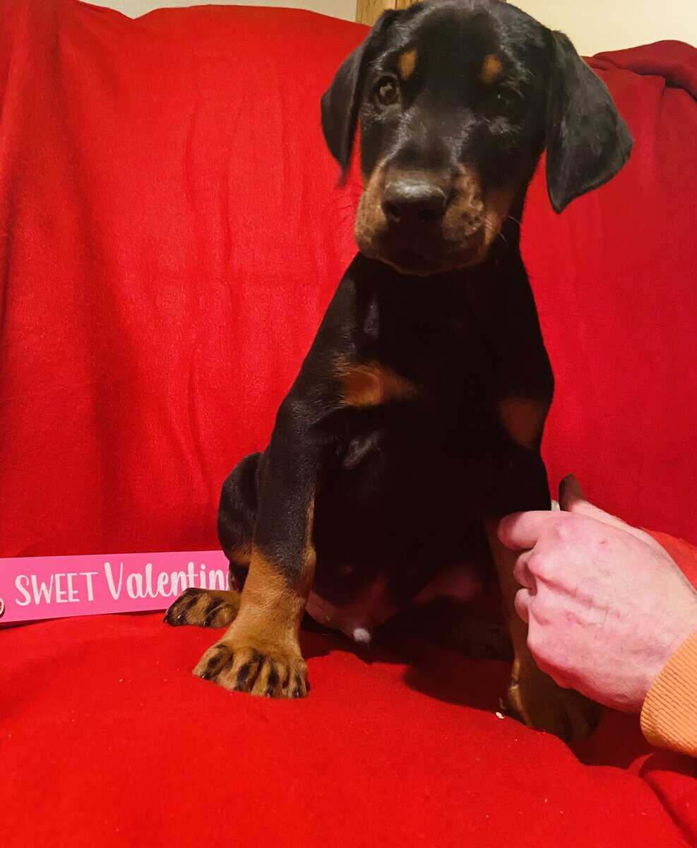 Doberman puppies image 2