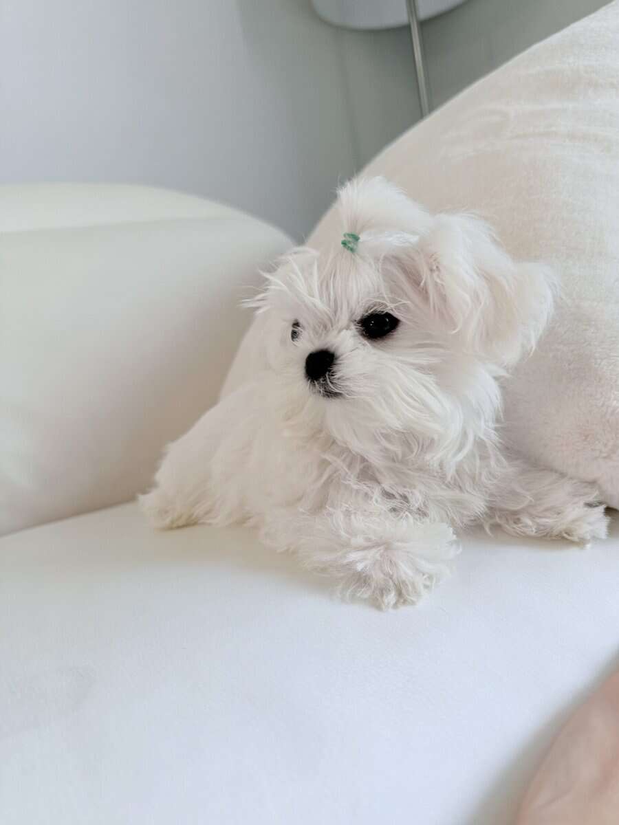 Mini Maltese , baby face image 3