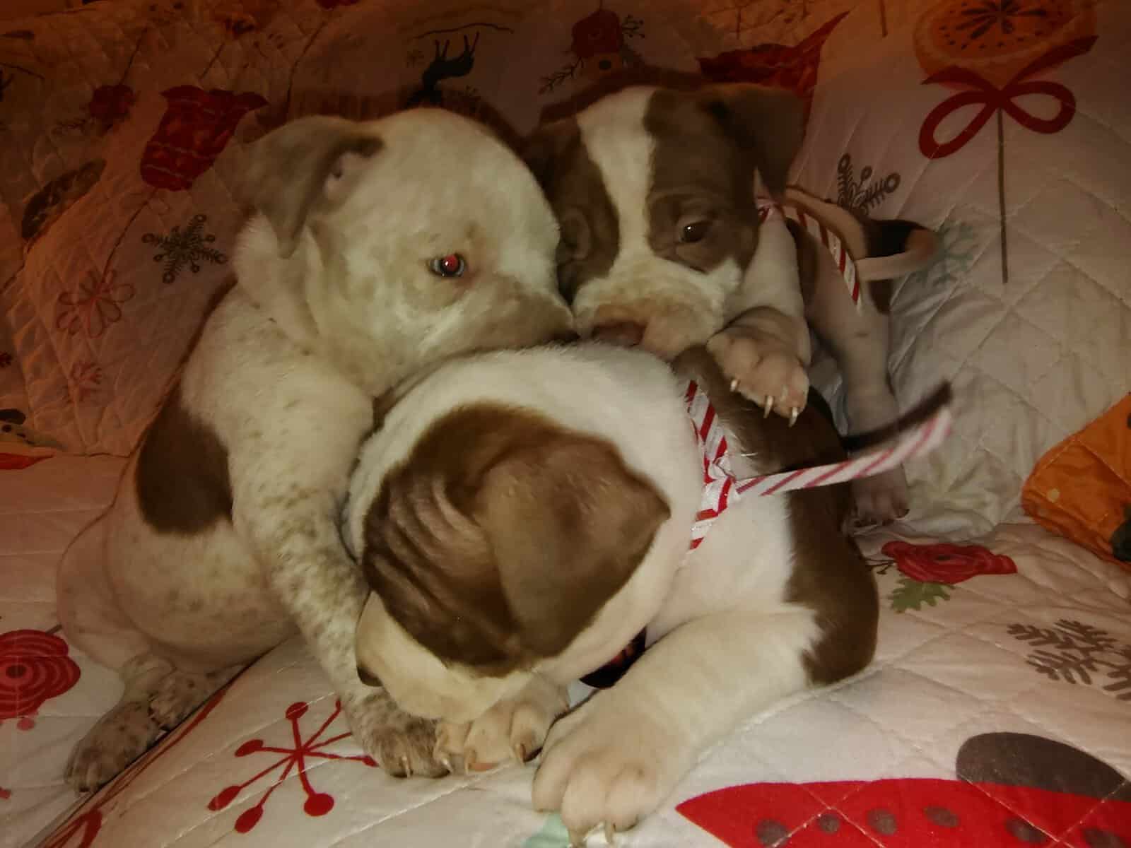 Christmas Pups image 3