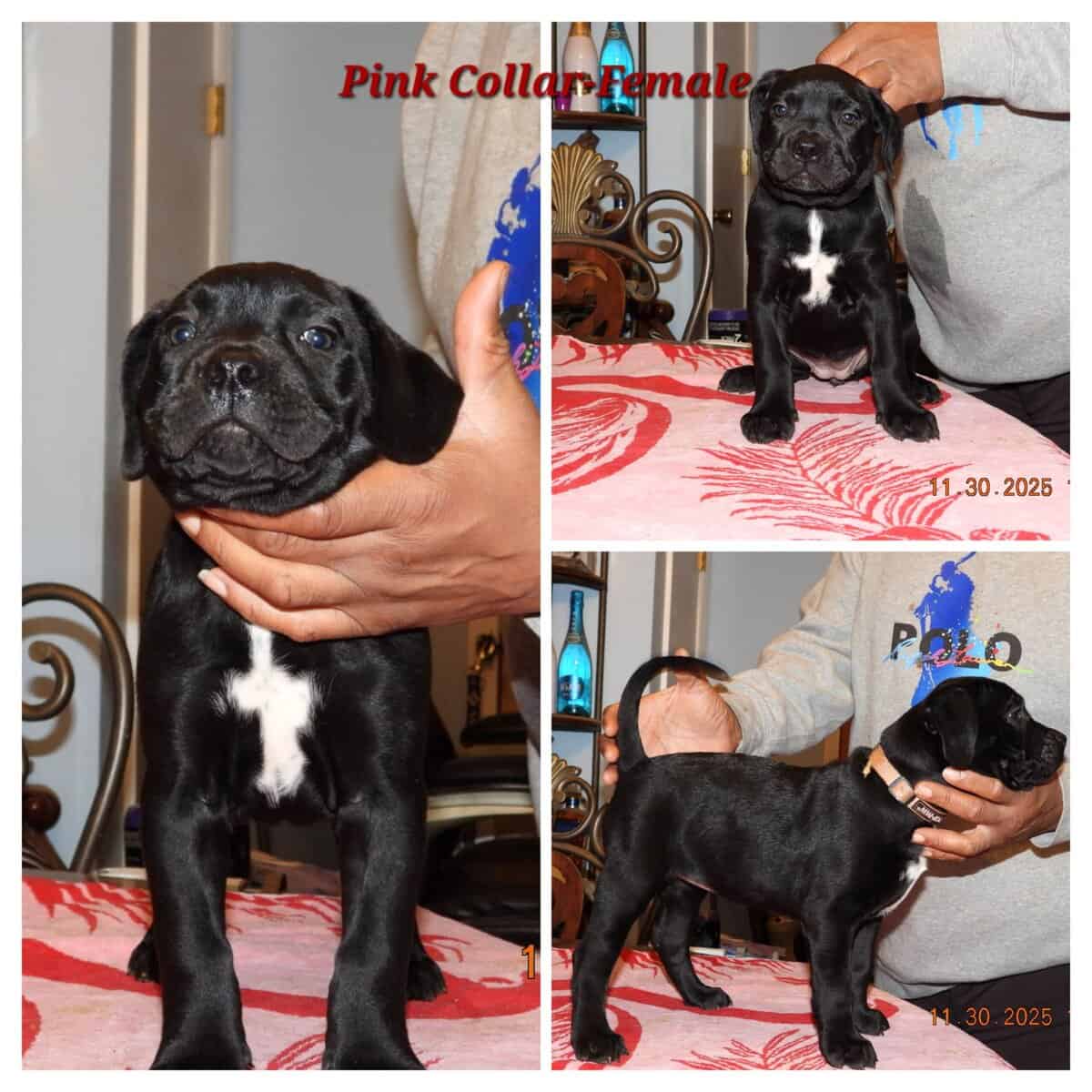 5 Presa Canario Puppies image 2