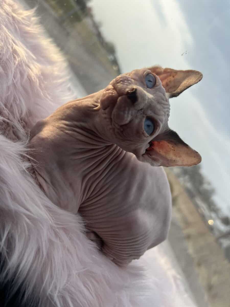sphynx (hairless) kittens image 3