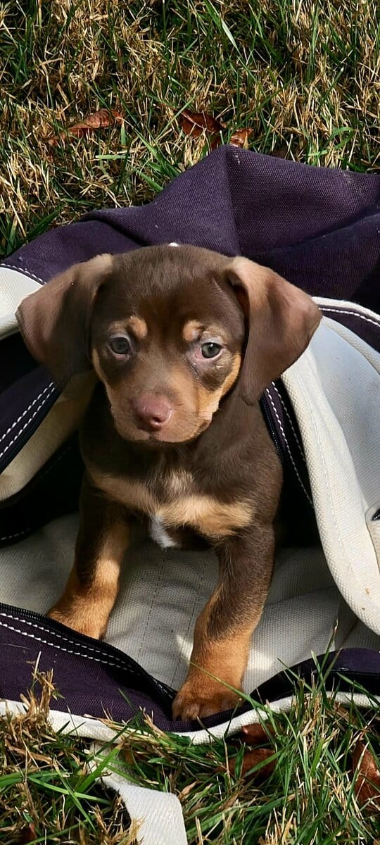 Italian Greyhound/Chihuahua Mix Puppies image 7